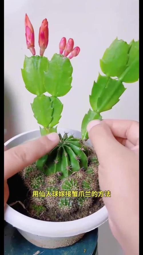 蟹爪兰的嫁接方法(嫁接蟹爪兰最佳时间)-第5张图片-花花知道网 蟹爪兰的嫁接方法(嫁接蟹爪兰最佳时间)-第5张图片-花花知道网