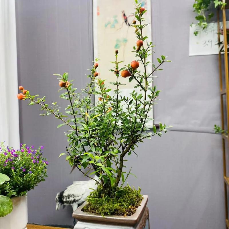 石榴花秋天怎么养(石榴花夏季如何养护)-第2张图片-花花知道网 石榴花秋天怎么养(石榴花夏季如何养护)-第2张图片-花花知道网