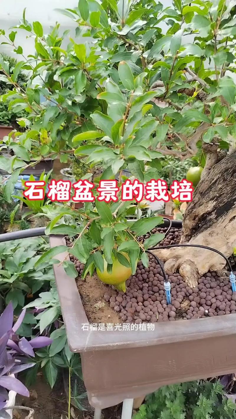 石榴花秋天怎么养(石榴花夏季如何养护)-第3张图片-花花知道网 石榴花秋天怎么养(石榴花夏季如何养护)-第3张图片-花花知道网