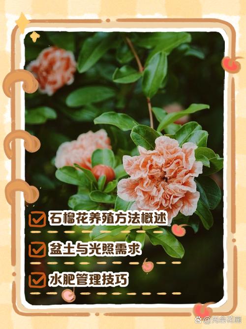 石榴花秋天怎么养(石榴花夏季如何养护)-第5张图片-花花知道网 石榴花秋天怎么养(石榴花夏季如何养护)-第5张图片-花花知道网