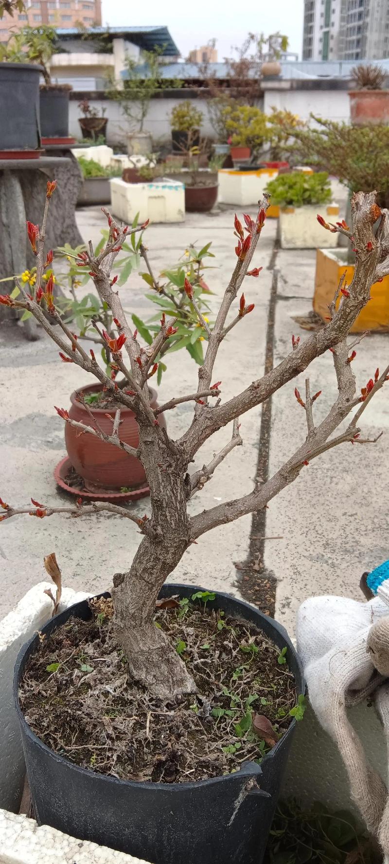 石榴花秋天怎么养(石榴花夏季如何养护)-第6张图片-花花知道网 石榴花秋天怎么养(石榴花夏季如何养护)-第6张图片-花花知道网