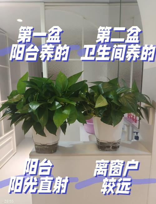 绿萝用什么盆养好(绿萝用什么样的盆好看)-第4张图片-花花知道网 绿萝用什么盆养好(绿萝用什么样的盆好看)-第4张图片-花花知道网