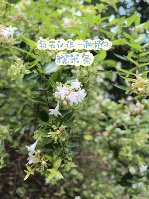 糯米条的繁殖方式(糯米条苗木)-第3张图片-花花知道网 糯米条的繁殖方式(糯米条苗木)-第3张图片-花花知道网