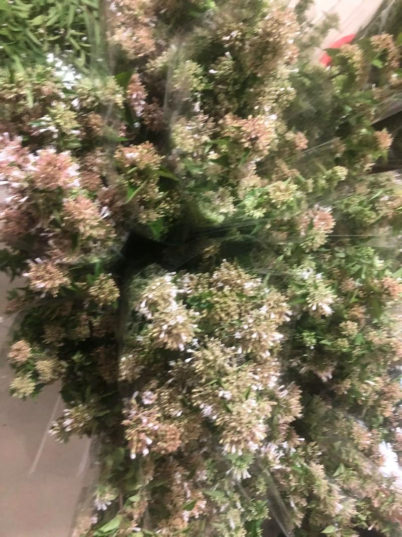 糯米条的繁殖方式(糯米条苗木)-第6张图片-花花知道网 糯米条的繁殖方式(糯米条苗木)-第6张图片-花花知道网