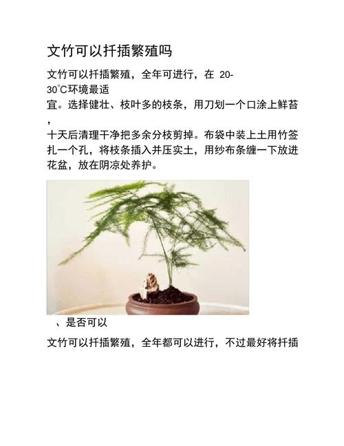 文竹的繁殖方法(文竹的繁殖方法图解)-第1张图片-花花知道网 文竹的繁殖方法(文竹的繁殖方法图解)-第1张图片-花花知道网