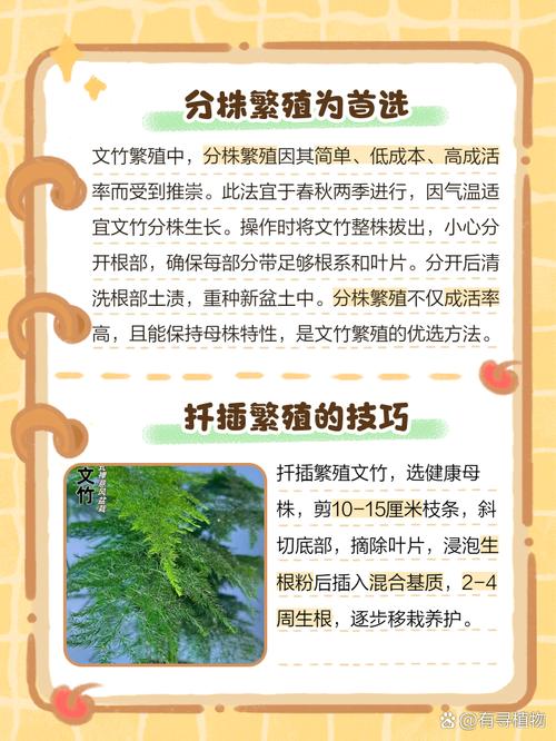 文竹的繁殖方法(文竹的繁殖方法图解)-第3张图片-花花知道网 文竹的繁殖方法(文竹的繁殖方法图解)-第3张图片-花花知道网
