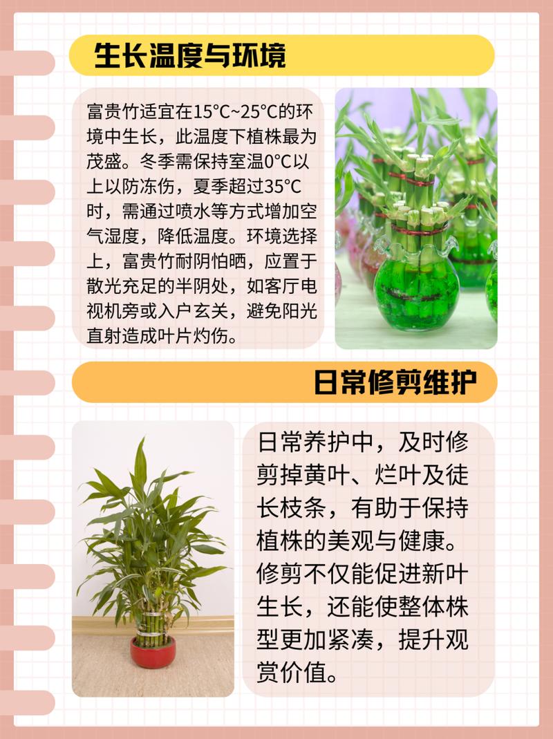 富贵竹需要怎么去养(富贵竹要怎么养啊)-第3张图片-花花知道网 富贵竹需要怎么去养(富贵竹要怎么养啊)-第3张图片-花花知道网