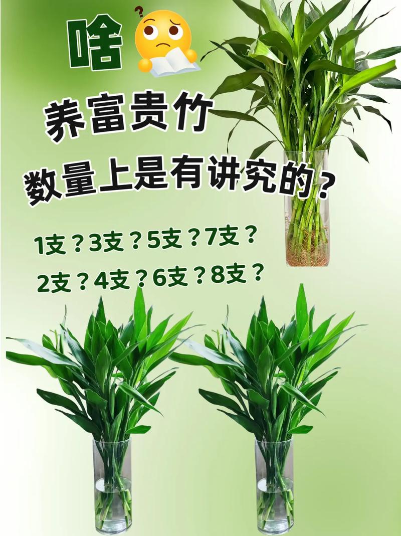 富贵竹需要怎么去养(富贵竹要怎么养啊)-第5张图片-花花知道网 富贵竹需要怎么去养(富贵竹要怎么养啊)-第5张图片-花花知道网