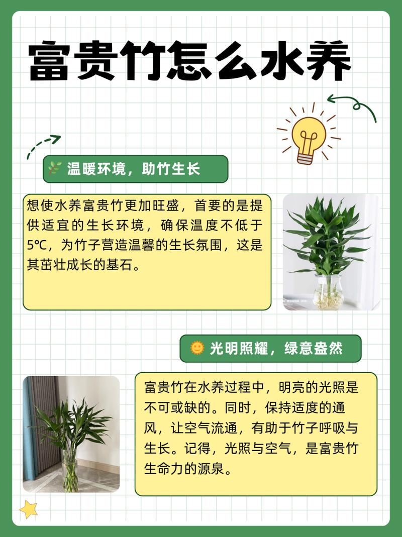 富贵竹需要怎么去养(富贵竹要怎么养啊)-第6张图片-花花知道网 富贵竹需要怎么去养(富贵竹要怎么养啊)-第6张图片-花花知道网