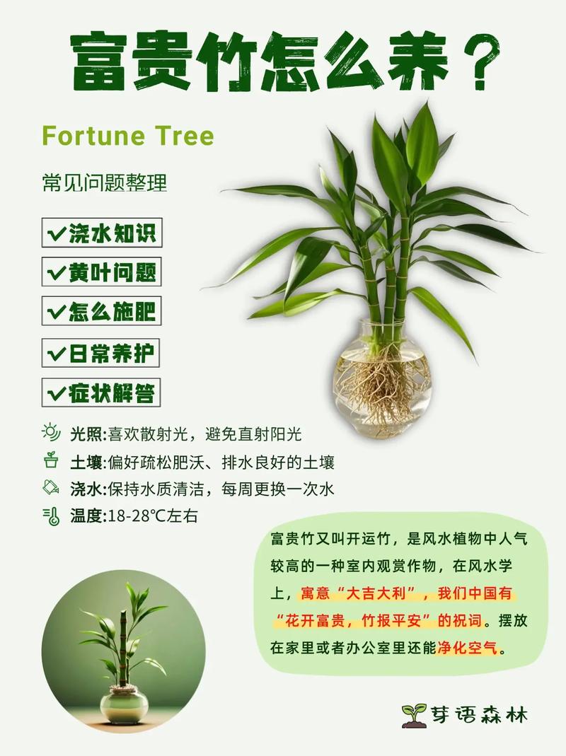 富贵竹需要怎么去养(富贵竹要怎么养啊)-第7张图片-花花知道网 富贵竹需要怎么去养(富贵竹要怎么养啊)-第7张图片-花花知道网