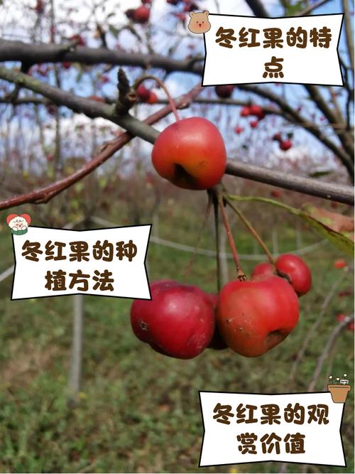 冬红冬天养殖的禁忌(冬红开花)-第1张图片-花花知道网 冬红冬天养殖的禁忌(冬红开花)-第1张图片-花花知道网