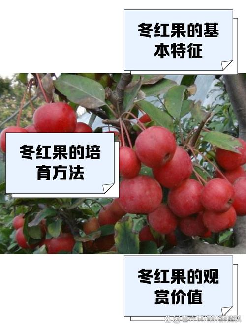 冬红冬天养殖的禁忌(冬红开花)-第4张图片-花花知道网 冬红冬天养殖的禁忌(冬红开花)-第4张图片-花花知道网
