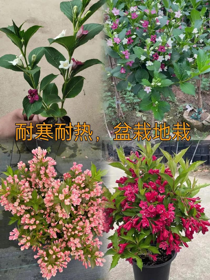 海仙花怎么繁殖(海仙花简介)-第2张图片-花花知道网 海仙花怎么繁殖(海仙花简介)-第2张图片-花花知道网