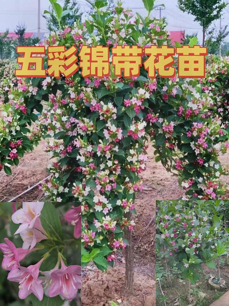 海仙花怎么繁殖(海仙花简介)-第3张图片-花花知道网 海仙花怎么繁殖(海仙花简介)-第3张图片-花花知道网