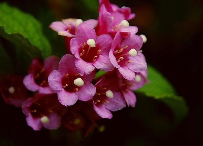 海仙花怎么繁殖(海仙花简介)-第5张图片-花花知道网 海仙花怎么繁殖(海仙花简介)-第5张图片-花花知道网