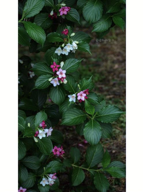 海仙花怎么繁殖(海仙花简介)-第6张图片-花花知道网 海仙花怎么繁殖(海仙花简介)-第6张图片-花花知道网
