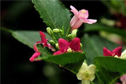 海仙花怎么繁殖(海仙花简介)-第8张图片-花花知道网 海仙花怎么繁殖(海仙花简介)-第8张图片-花花知道网
