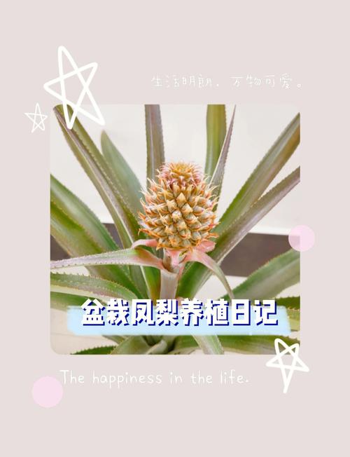 鸿运当头怎么爆盆(鸿运当头怎么养浇水)-第3张图片-花花知道网 鸿运当头怎么爆盆(鸿运当头怎么养浇水)-第3张图片-花花知道网