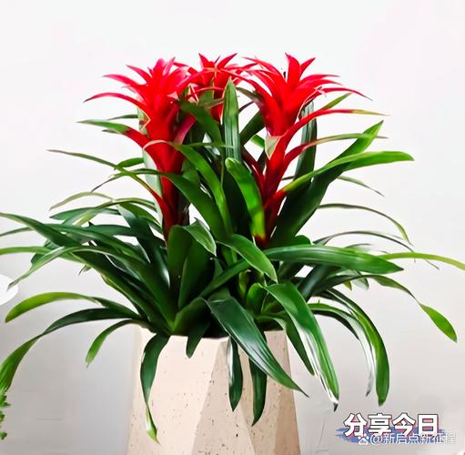 鸿运当头怎么爆盆(鸿运当头怎么养浇水)-第4张图片-花花知道网 鸿运当头怎么爆盆(鸿运当头怎么养浇水)-第4张图片-花花知道网