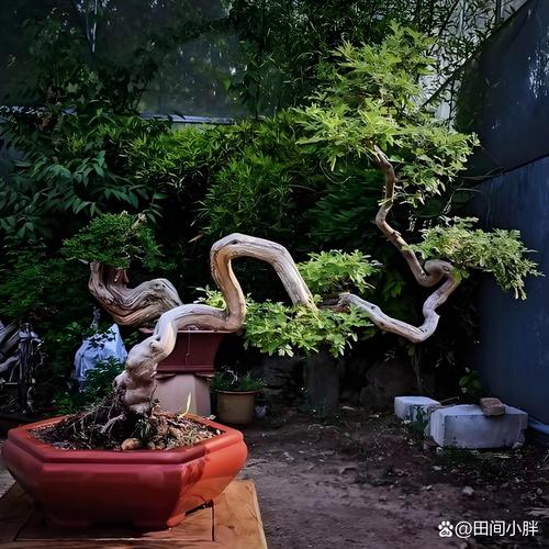 牡荆如何上盆造型(牡荆盆景)-第1张图片-花花知道网 牡荆如何上盆造型(牡荆盆景)-第1张图片-花花知道网