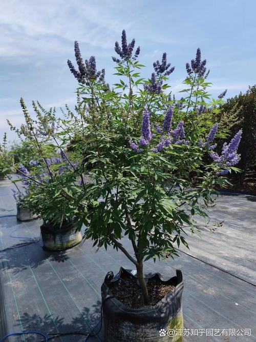 牡荆如何上盆造型(牡荆盆景)-第4张图片-花花知道网 牡荆如何上盆造型(牡荆盆景)-第4张图片-花花知道网