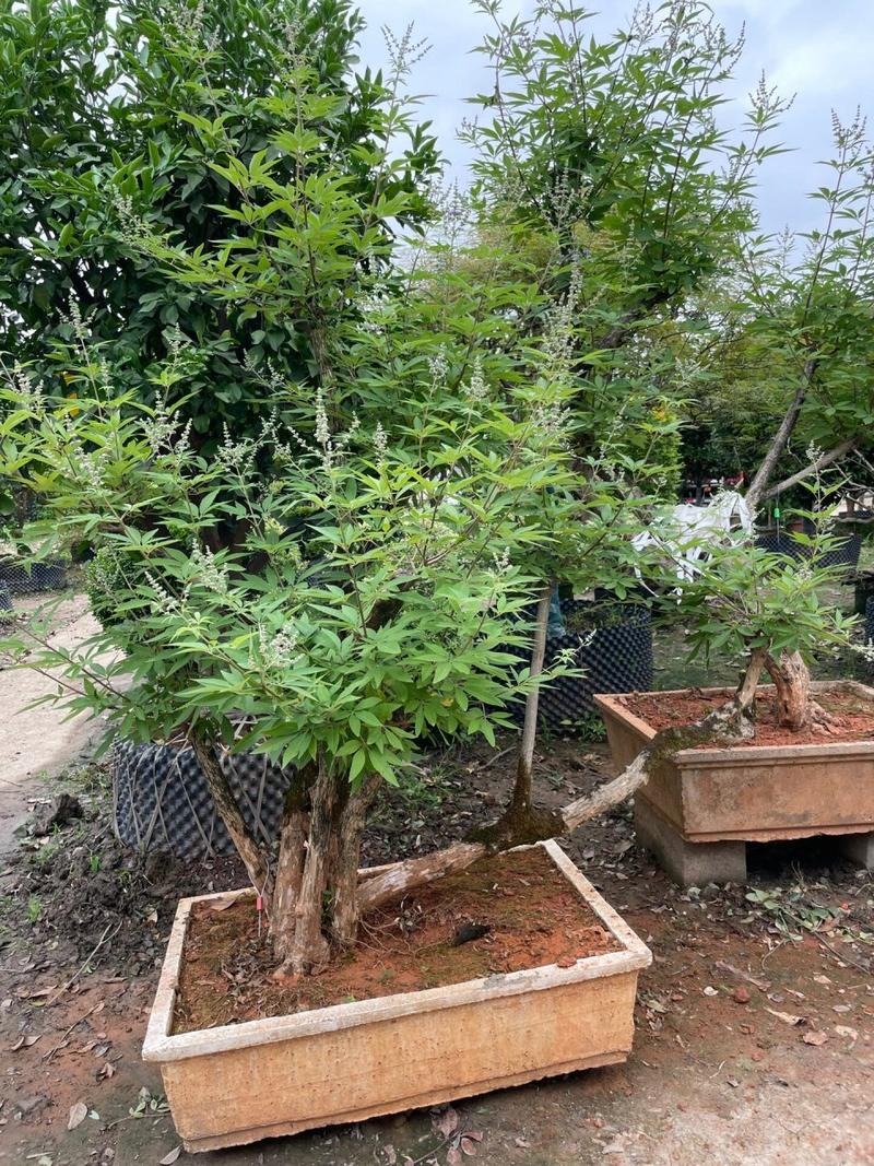 牡荆如何上盆造型(牡荆盆景)-第6张图片-花花知道网 牡荆如何上盆造型(牡荆盆景)-第6张图片-花花知道网