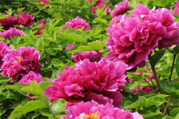 鲁菏红的繁殖方法(鲁硕红是一季花吗)-第4张图片-花花知道网 鲁菏红的繁殖方法(鲁硕红是一季花吗)-第4张图片-花花知道网