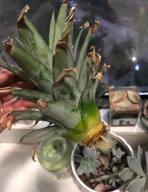 观赏凤梨不会繁殖(凤梨如何繁殖)-第1张图片-花花知道网 观赏凤梨不会繁殖(凤梨如何繁殖)-第1张图片-花花知道网