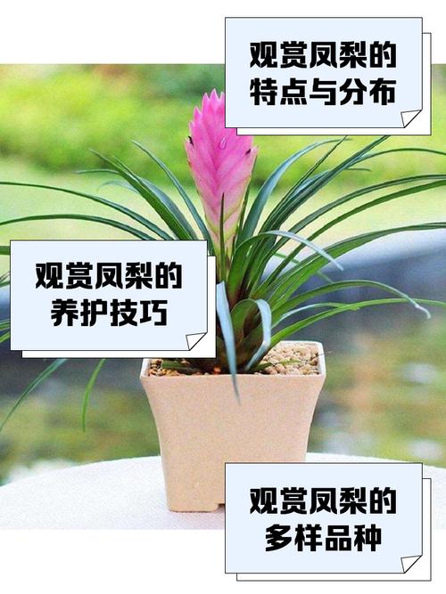 观赏凤梨不会繁殖(凤梨如何繁殖)-第3张图片-花花知道网 观赏凤梨不会繁殖(凤梨如何繁殖)-第3张图片-花花知道网