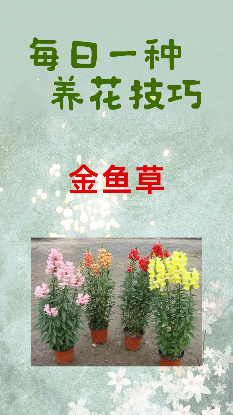 金鱼草秋天怎么养(金鱼草夏天怎么浇水)-第1张图片-花花知道网 金鱼草秋天怎么养(金鱼草夏天怎么浇水)-第1张图片-花花知道网