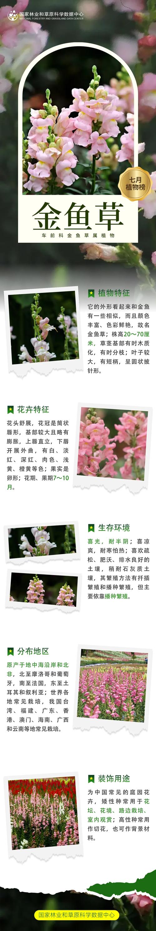 金鱼草秋天怎么养(金鱼草夏天怎么浇水)-第3张图片-花花知道网 金鱼草秋天怎么养(金鱼草夏天怎么浇水)-第3张图片-花花知道网