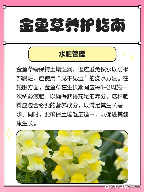 金鱼草秋天怎么养(金鱼草夏天怎么浇水)-第5张图片-花花知道网 金鱼草秋天怎么养(金鱼草夏天怎么浇水)-第5张图片-花花知道网