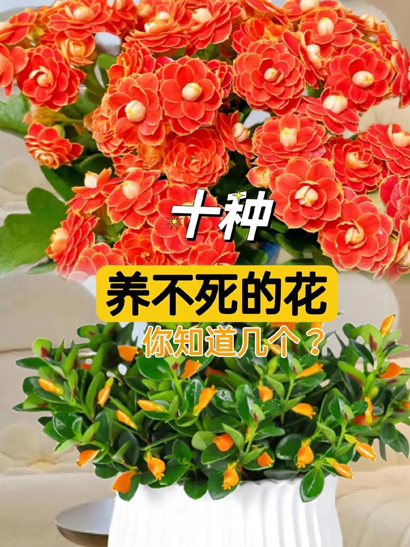 家里花总养不好(家里花养不好会死,什么原因导致的把花养好)-第1张图片-花花知道网 家里花总养不好(家里花养不好会死,什么原因导致的把花养好)-第1张图片-花花知道网