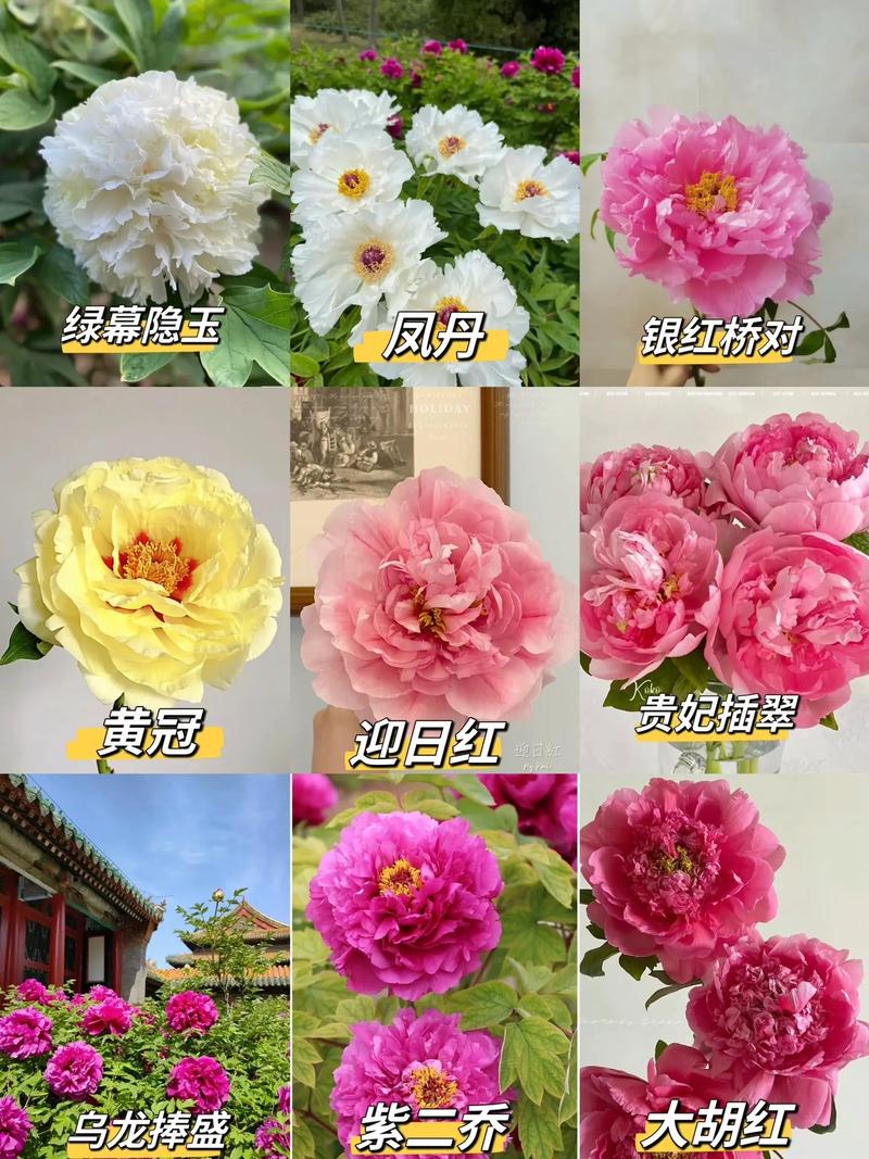 二乔牡丹怎么分株(二乔牡丹的命名来源)-第1张图片-花花知道网 二乔牡丹怎么分株(二乔牡丹的命名来源)-第1张图片-花花知道网