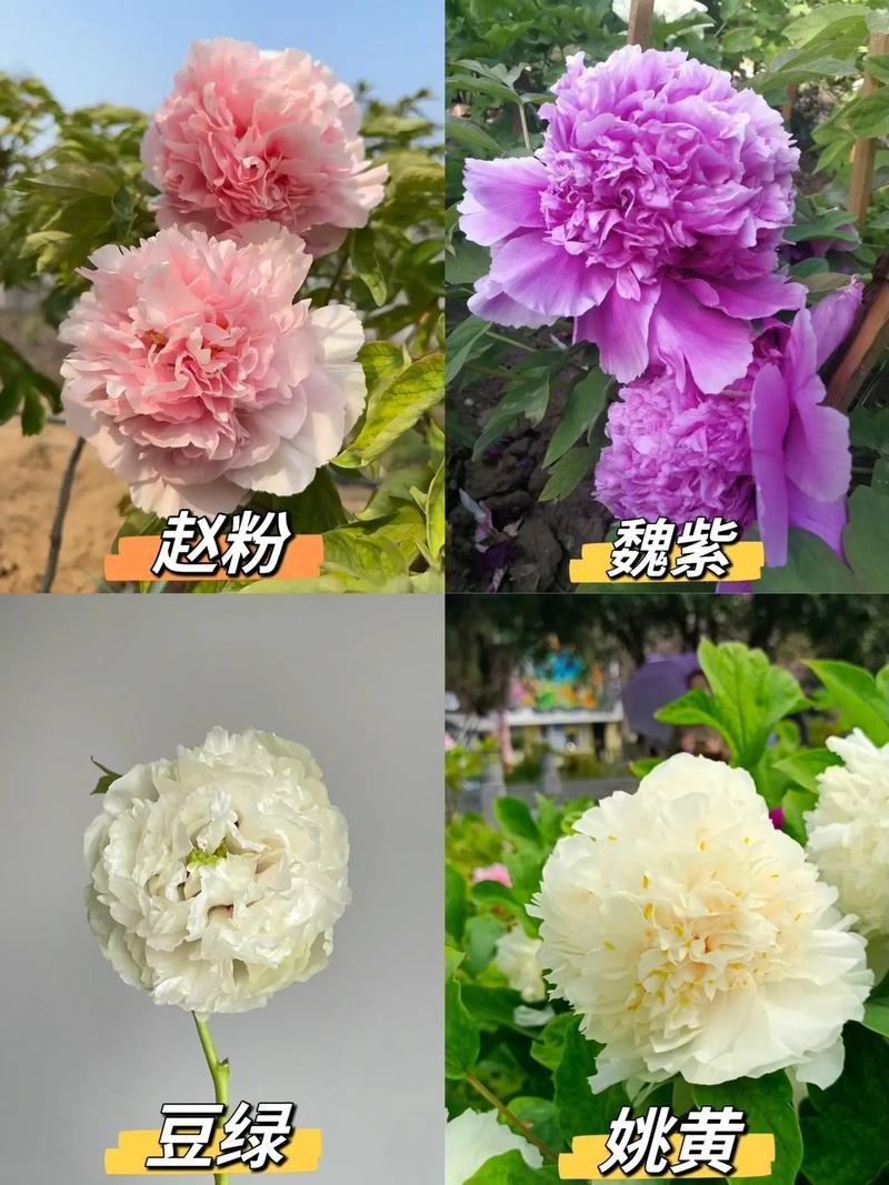 二乔牡丹怎么分株(二乔牡丹的命名来源)-第2张图片-花花知道网 二乔牡丹怎么分株(二乔牡丹的命名来源)-第2张图片-花花知道网