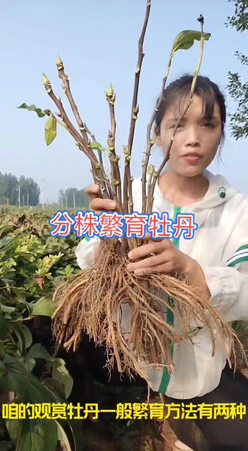 二乔牡丹怎么分株(二乔牡丹的命名来源)-第3张图片-花花知道网 二乔牡丹怎么分株(二乔牡丹的命名来源)-第3张图片-花花知道网