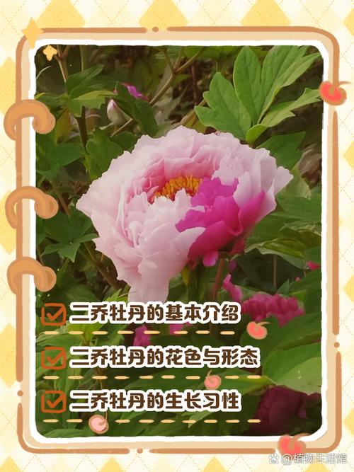 二乔牡丹怎么分株(二乔牡丹的命名来源)-第8张图片-花花知道网 二乔牡丹怎么分株(二乔牡丹的命名来源)-第8张图片-花花知道网
