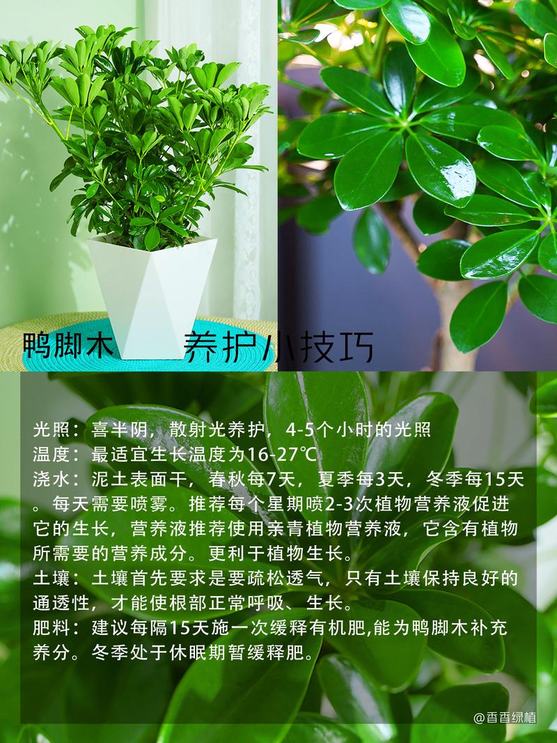 鹅掌柴秋天怎么养(鹅掌柴春天如何浇水施肥)-第1张图片-花花知道网 鹅掌柴秋天怎么养(鹅掌柴春天如何浇水施肥)-第1张图片-花花知道网