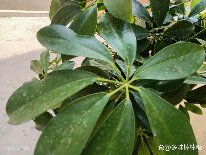鹅掌柴秋天怎么养(鹅掌柴春天如何浇水施肥)-第3张图片-花花知道网 鹅掌柴秋天怎么养(鹅掌柴春天如何浇水施肥)-第3张图片-花花知道网