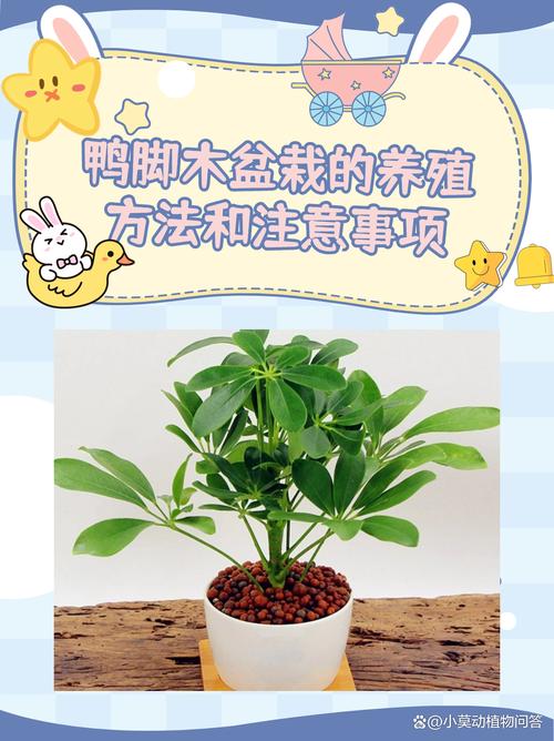 鹅掌柴秋天怎么养(鹅掌柴春天如何浇水施肥)-第4张图片-花花知道网 鹅掌柴秋天怎么养(鹅掌柴春天如何浇水施肥)-第4张图片-花花知道网