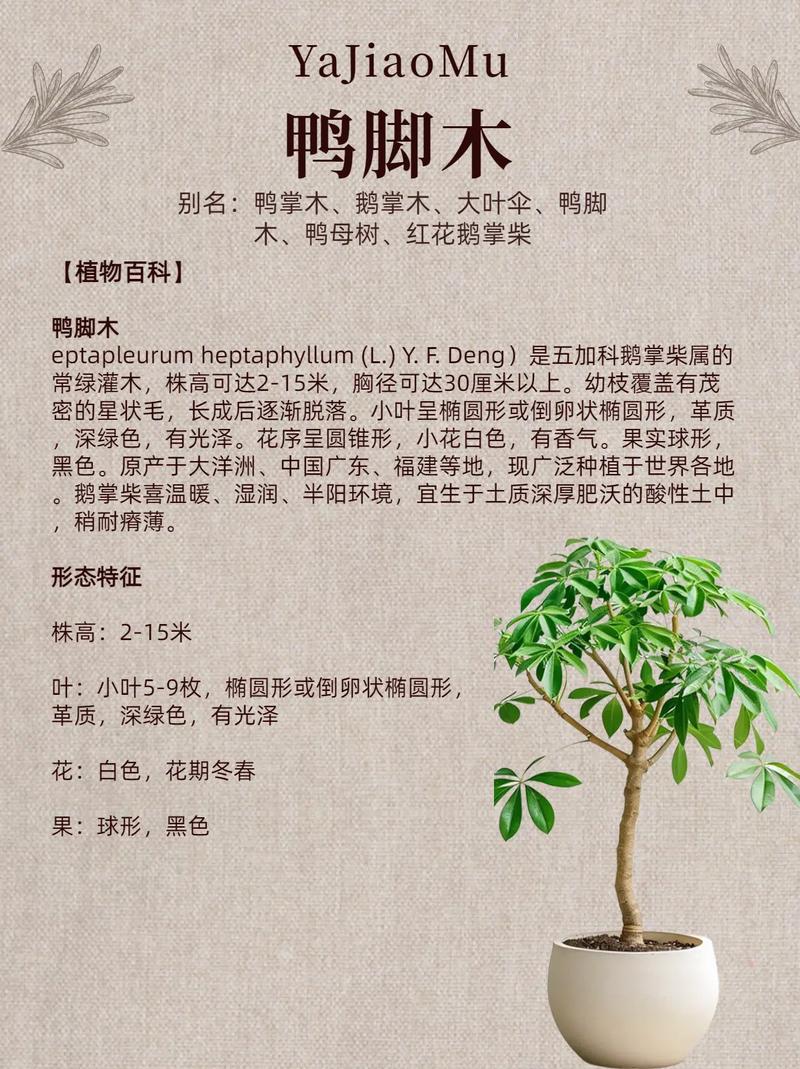 鹅掌柴秋天怎么养(鹅掌柴春天如何浇水施肥)-第5张图片-花花知道网 鹅掌柴秋天怎么养(鹅掌柴春天如何浇水施肥)-第5张图片-花花知道网