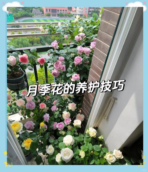 秋季如何给月季浇水(月季秋天浇水)-第2张图片-花花知道网 秋季如何给月季浇水(月季秋天浇水)-第2张图片-花花知道网