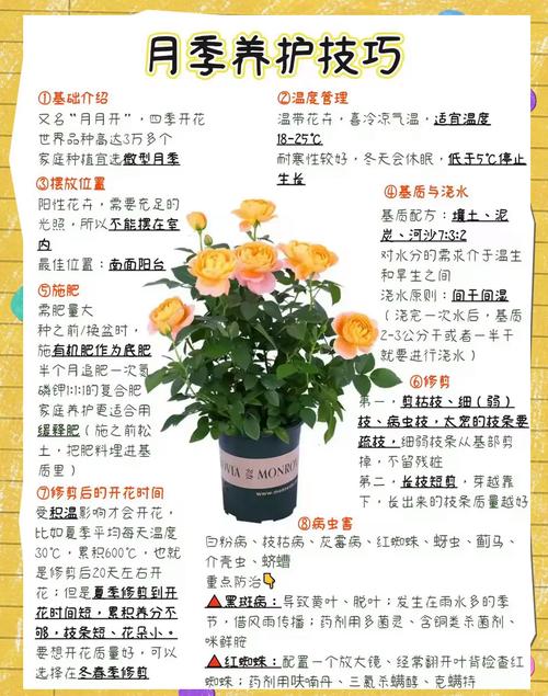 秋季如何给月季浇水(月季秋天浇水)-第4张图片-花花知道网 秋季如何给月季浇水(月季秋天浇水)-第4张图片-花花知道网