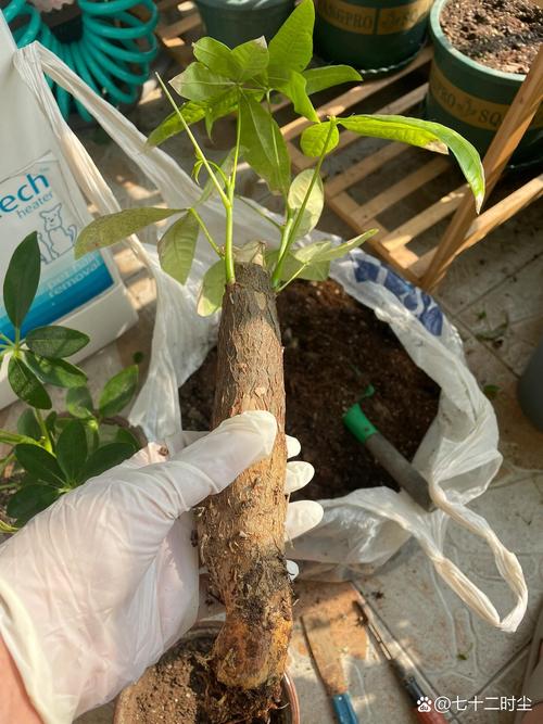 发财树只剩根还能活吗（发财树只剩下树干还能发芽吗）-第2张图片-花花知道网