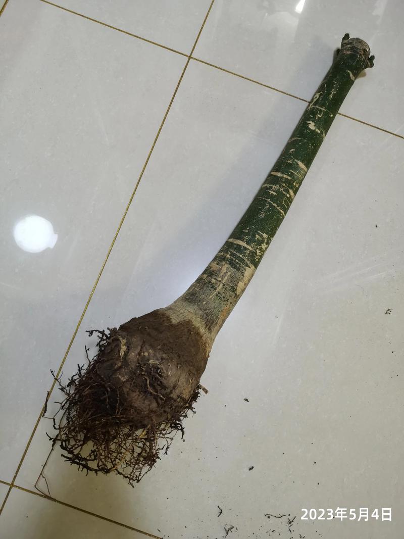 发财树只剩根还能活吗（发财树只剩下树干还能发芽吗）-第3张图片-花花知道网