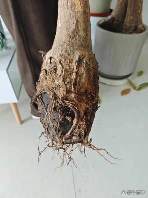 发财树只剩根还能活吗（发财树只剩下树干还能发芽吗）-第5张图片-花花知道网