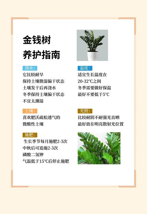 金钱树如何分株(金钱树分株方法视频)-第3张图片-花花知道网 金钱树如何分株(金钱树分株方法视频)-第3张图片-花花知道网