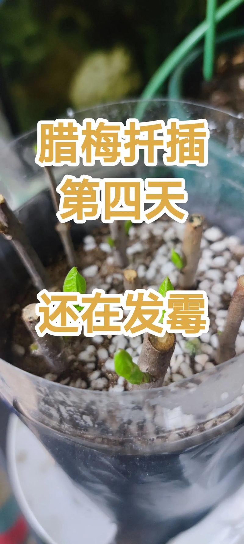 四季梅的叶子为啥蔫了(四季梅叶子卷曲发黄怎么回事)-第7张图片-花花知道网 四季梅的叶子为啥蔫了(四季梅叶子卷曲发黄怎么回事)-第7张图片-花花知道网