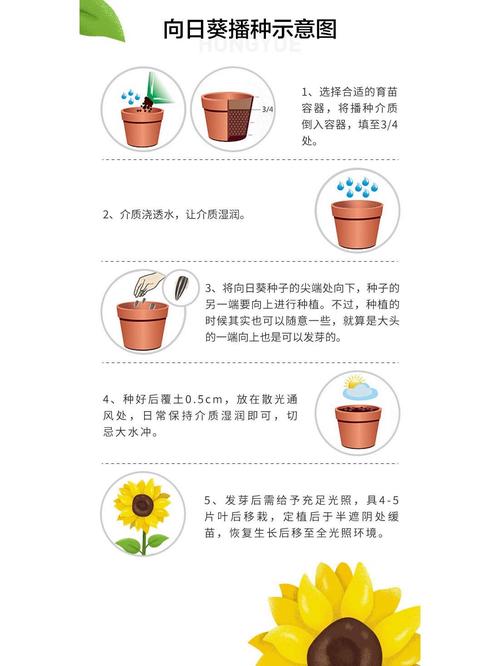 太阳花种植方法和时间(太阳花种种植方法和注意事项)-第3张图片-花花知道网 太阳花种植方法和时间(太阳花种种植方法和注意事项)-第3张图片-花花知道网