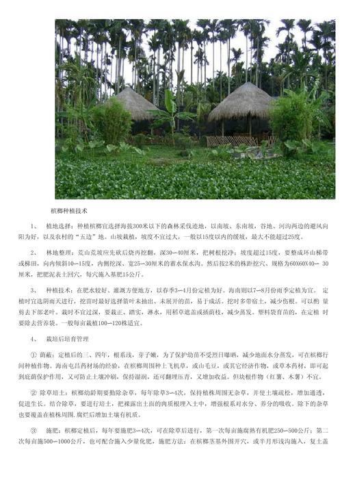 槟榔树的种植方法(槟榔树的种植方法和管理技术)-第2张图片-花花知道网 槟榔树的种植方法(槟榔树的种植方法和管理技术)-第2张图片-花花知道网